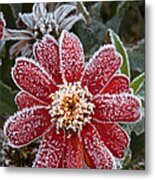 Tithonia After First Frost Metal Print