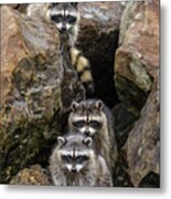 Tne Raccons Metal Print