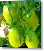 Tomato On Trees 7 Metal Print