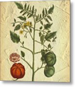 Tomato Plant Vintage Botanical Metal Print