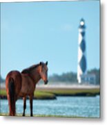 Tour Guide Cape Lookout 3509 Metal Print