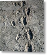 Trail Of Laetoli Footprints. Metal Print
