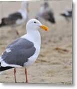 Tranquil With Friends Metal Print