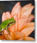 Tree Frog In The Blossoms Metal Print