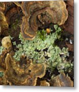 Tree Fungus Metal Print