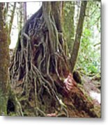Tree Roots In Hoh Rain Forest, Olympic National Park, Washington Metal Print