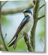 Tree Swallow Metal Print