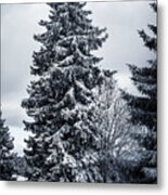 Trees And Snow Metal Print