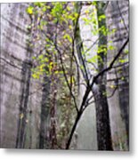 Trees Growing In Silo - Natural Square Edition Metal Print