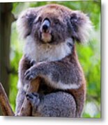 Treetop Koala Metal Print