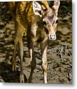 Trepidation Metal Print