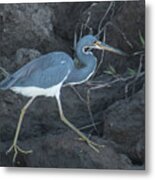 Tri-colored Heron Metal Print