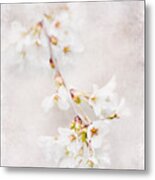 Triadelphia Cherry Blossoms Metal Print