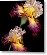 Tricolor Iris Pair Metal Print