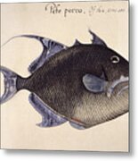 Trigger-fish, 1585 Metal Print