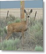 Tristate Mule Deer Metal Print