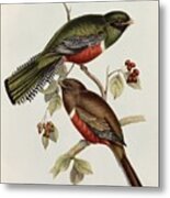 Trogon Collaris Metal Print