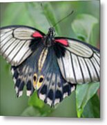 Tropical Butterfly Metal Print