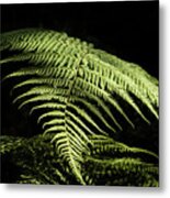 Tropical Fern Metal Print