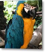 Tropical Hawaiian Parrot Metal Print
