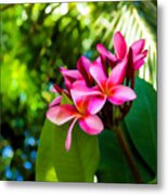 Tropical Impressions - Vivid Pink Plumeria Blossoms Metal Print