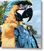 Tropical Macaw Parrot Metal Print
