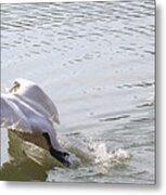 Trumpeter Swans Taking Off Metal Print