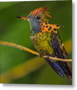 Tufted Coquette Metal Print