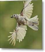 Tufted Titmouse In Flight Metal Print