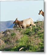 Tules Elks At Tomales Bay Point Reyes National Seashore California 5dimg9315 Metal Print