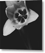 Tulip 16-0085 Metal Print