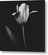 Tulip 0155 Metal Print