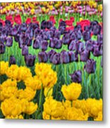 Tulip Colors Metal Print