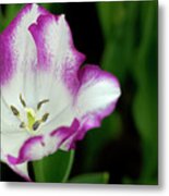 Tulip Flower Metal Print