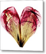 Tulip Heart Metal Print