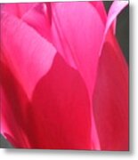 Tulip In Pink Metal Print