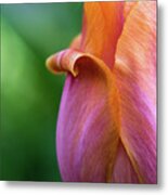 Tulip Metal Print