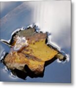 Tulip Leaf On Water Metal Print