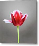 Tulip Metal Print