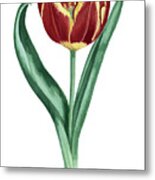 Tulip Metal Print