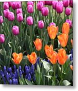 Tulips And Grape Hyacinths Metal Print