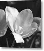 Tulips - Beauty In Bloom - Bw Infrared Sfx 09 Metal Print