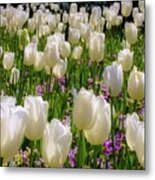 Tulips In White Metal Print