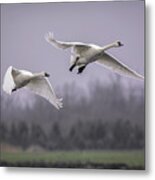 Tundra Swans In Flight Metal Print