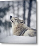 Tundra Wolf Winter Metal Print