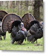 Strutting Eastern Wild Turkey Metal Print