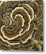 Turkey Tail Fungus Metal Print