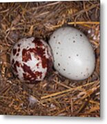 Turkey Vulture Eggs Metal Print