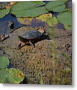 Turtle And Lily's Metal Print