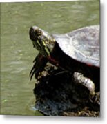 Turtle Bask Metal Print